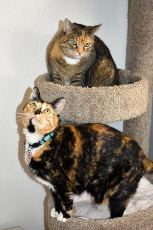 If you're interested in adopting Dusty Roads and Sofie Gal, please call Sun Cities 4 Paws Rescue at 623-876-8778 after 10 a.m. Tuesdays-Saturdays.
