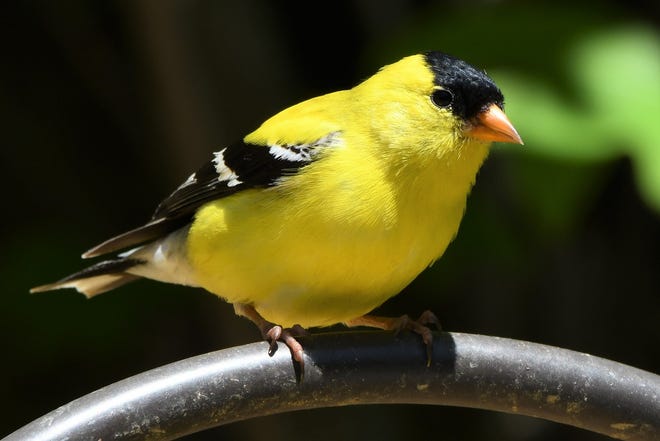 The brightly colored goldfinch is one of the birds that may make an appearance during the Cape Cod Museum of Natural History's bird walks.