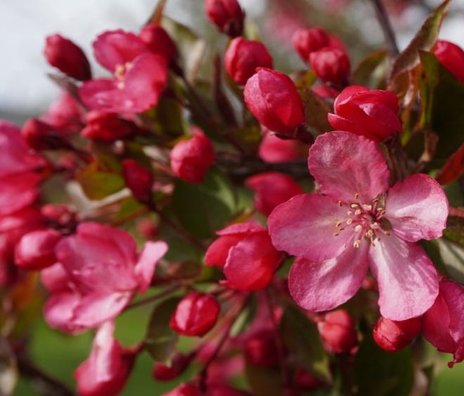 The Strawberry Parfait variety of crabapple tree features spectacular pink-red flowers.