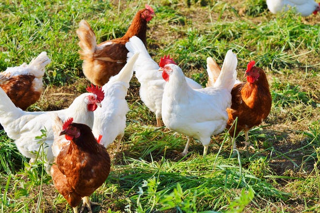 Poultry farmers should monitor for signs of HPAI and practice good biosecurity.