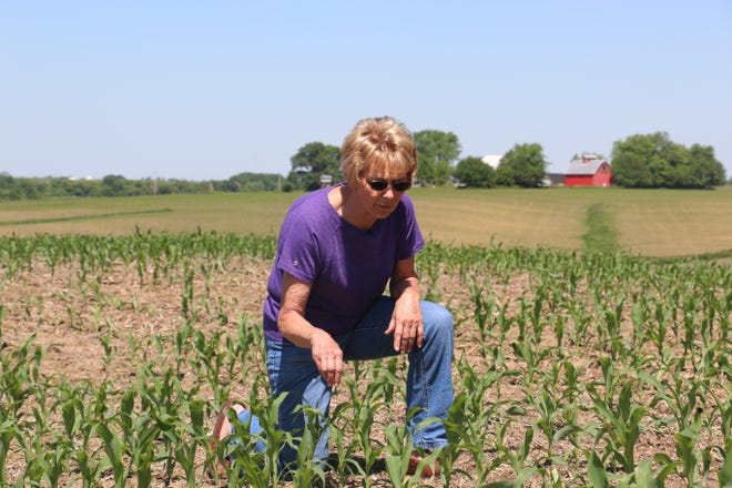 Jean Driscoll checks on a field of corn.