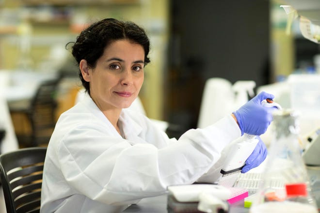 New findings from UVA researcher Eyleen Jorgelina O’Rourke (pictured here) and her team identify mechanisms driving healthy aging and longevity.