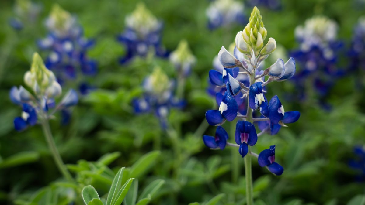 Where is the best place to see Texas bluebonnets in 2024? Check out our map