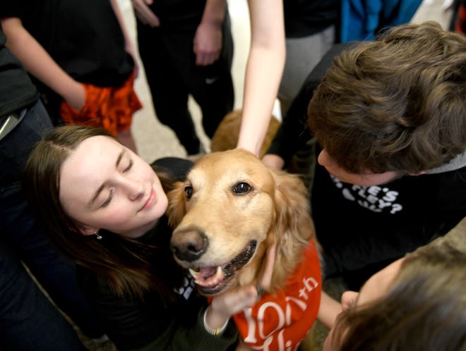 Seventh grader Ireland McGonagle pets Bentley, a certified therapy dog that visits Perry Local's Edison Middle School. Bentley recently hit a milestone with his 100th therapy visit to the school.