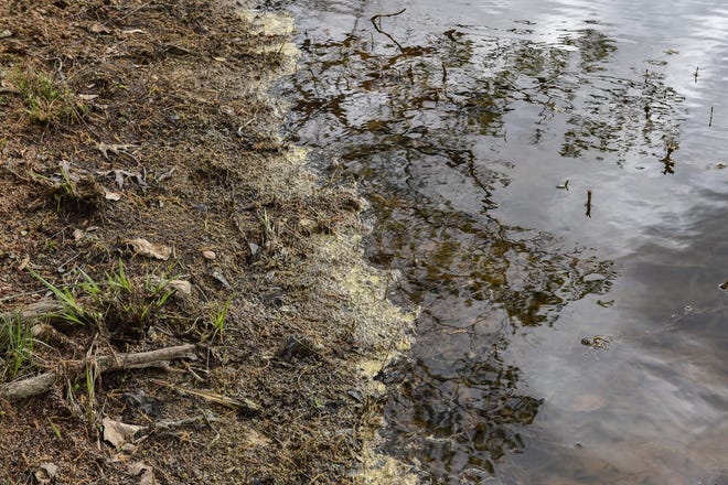 Excess pollen buildup is seen on the shores of Mayes Lake in Jackson, Miss., Friday, March 10, 2023. 