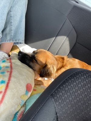 Amid rising vet costs in US, some pet owners are traveling to Mexico Amid rising vet costs in US, some pet owners are traveling to Mexico