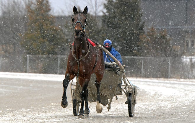 Jeff Maletz works pacer racing horse Cherokee Gorgeous on Monday afternoon as the snow falls at the Richland County Fairgrounds.