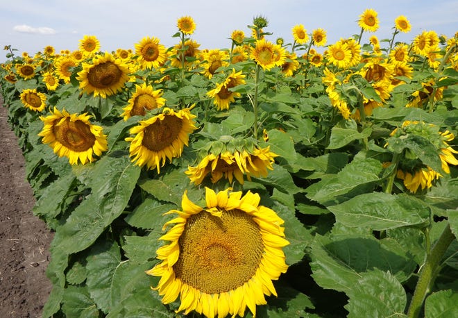 Topics for the Getting-It-Right in Sunflower Production conference will include hybrid selection, the importance of getting an optimum plant population, plant nutrient and soil management, and updates for weed, disease and insect management.
