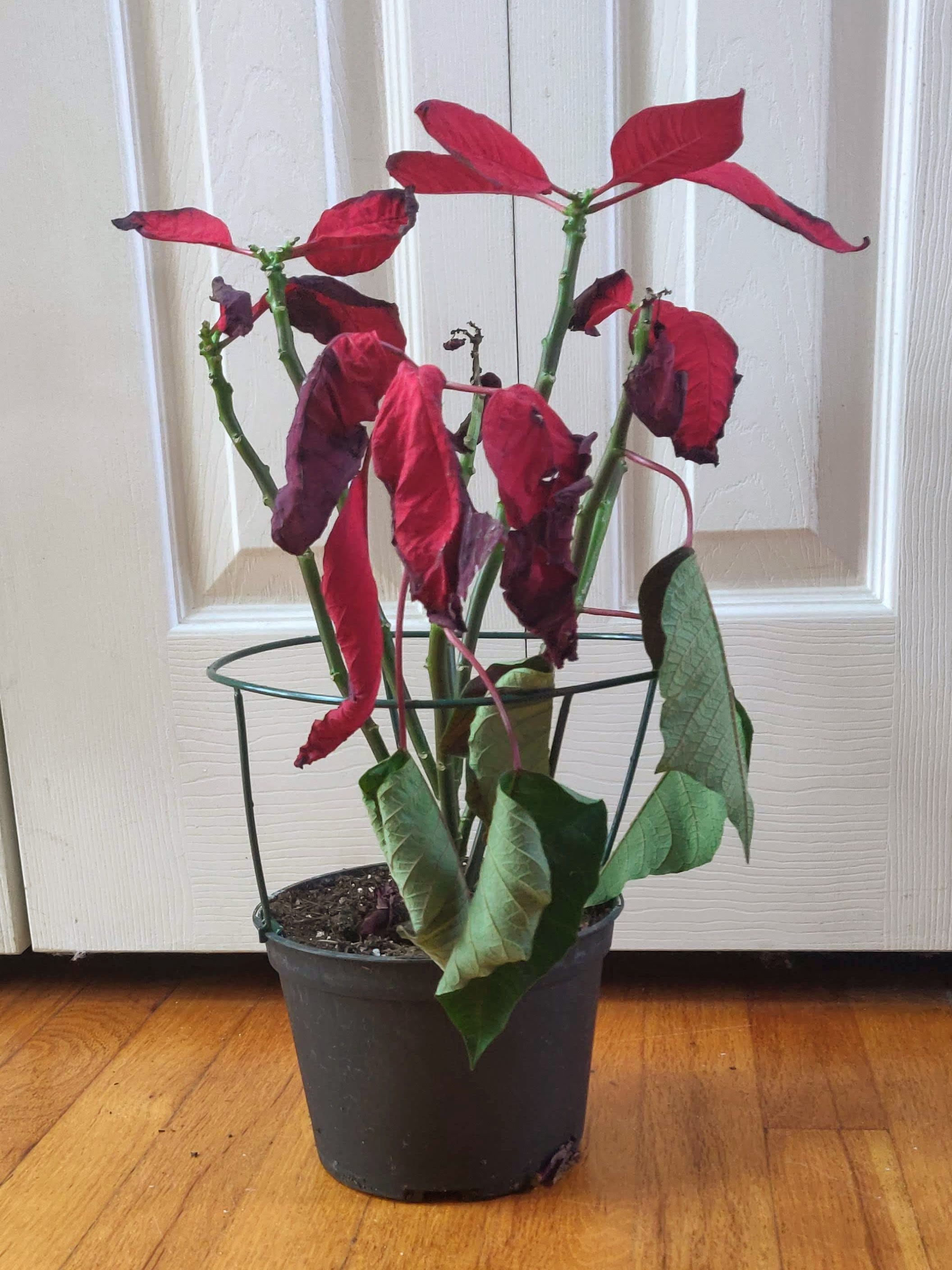 Regrow your old poinsettia for a larger plant next Christmas