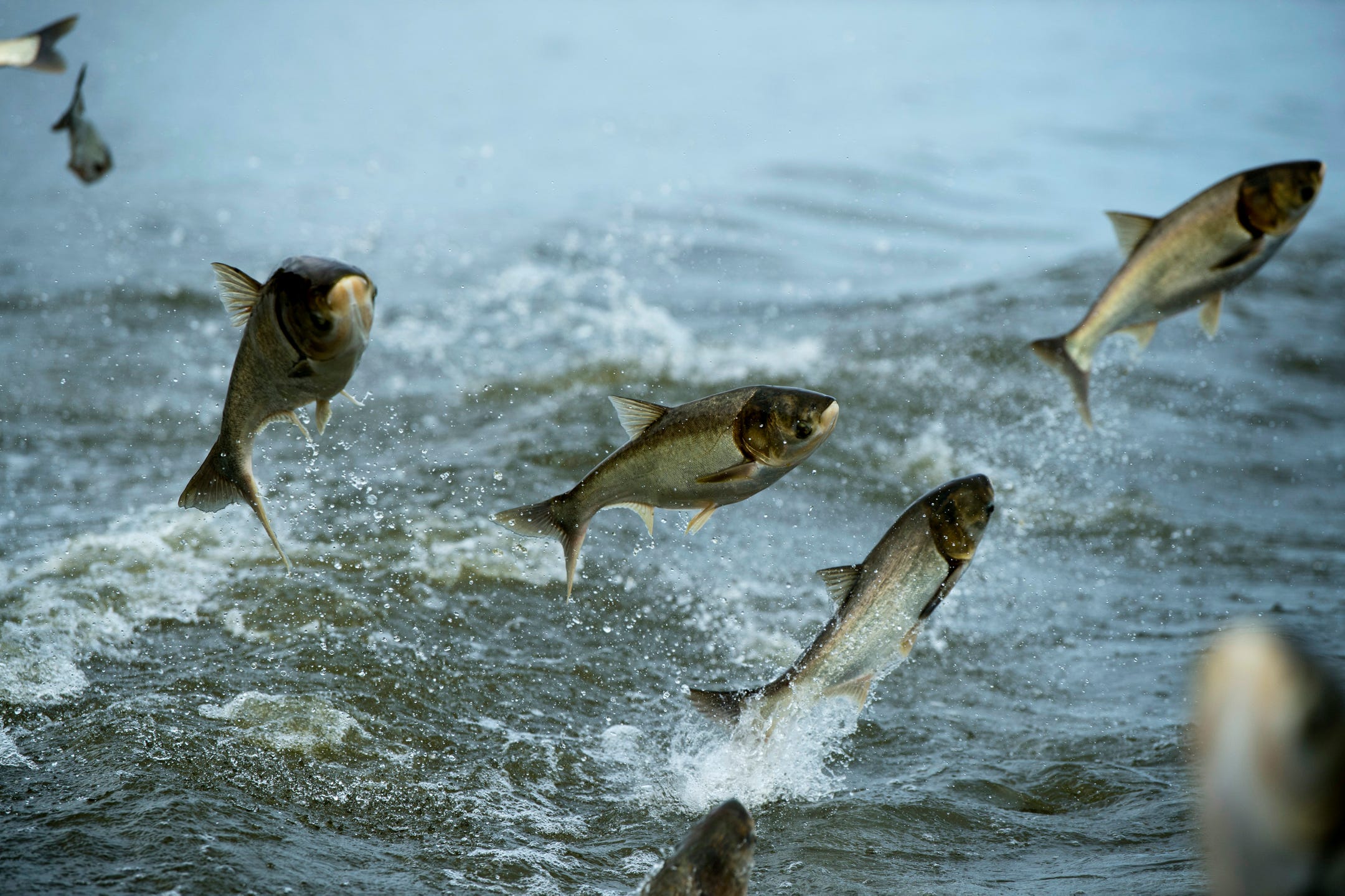 Yearslong war on Asian carp showing some progress, but end is