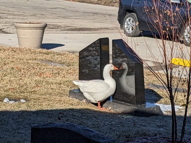 Blossom, a lonely domestic goose who lost her life partner, Bud, in August, often spent time gazing into her reflection at Riverside Cemetery after Bud's death, general manager Dorie Tammen said.