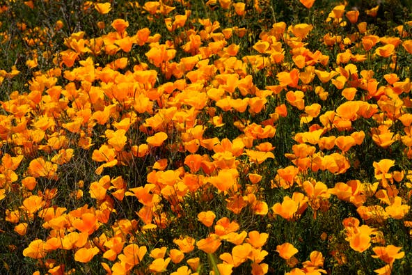 A super bloom of Mexican poppies carpet the hillside near the Bush Highway in the Tonto National Forest on March 17, 2023.
