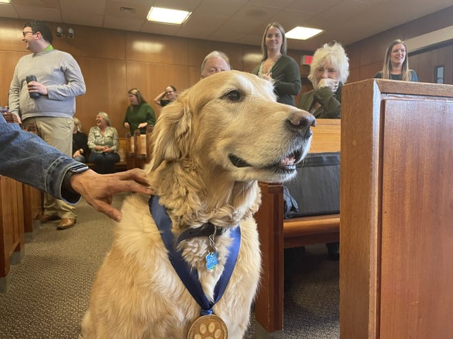 Bruin at his retirement party on March 17, 2023. Bruin has served as a court advocate dog for five years.