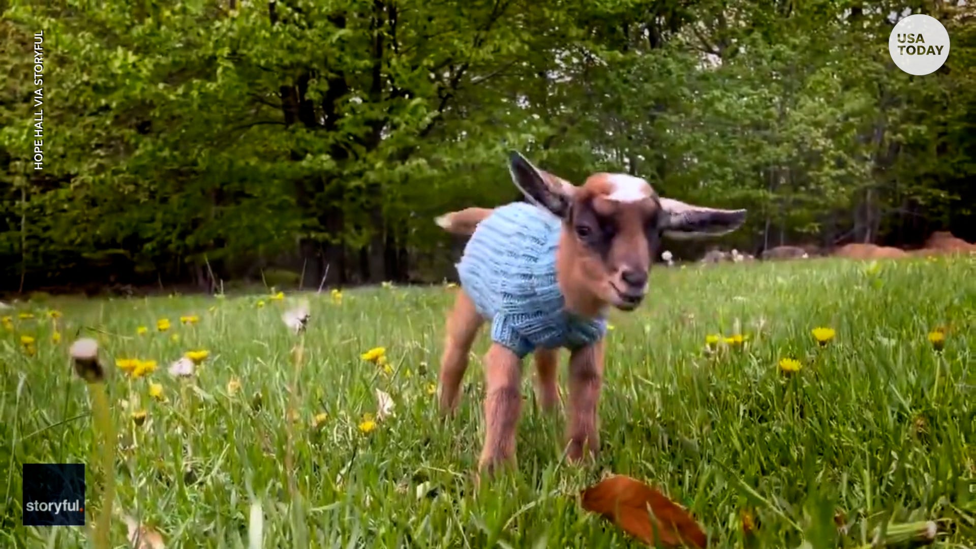It's spring! These adorable, fluffy creatures leap for joy as they shake off winter blues