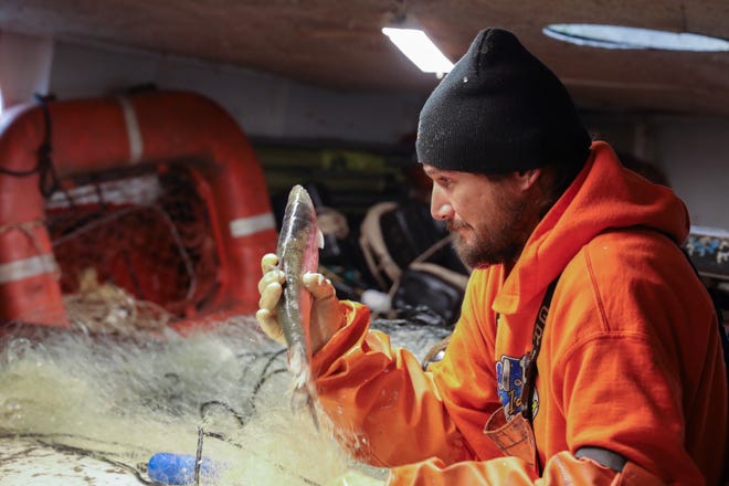 Commercial fisher Donny Livingston, a citizen of the Red Cliff Band of Lake Superior Chippewa, picks cisco from gillnets after lifting them from Lake Superior onto the fish tug Ava June during a fishing run Nov. 15 near the Apostle Islands.