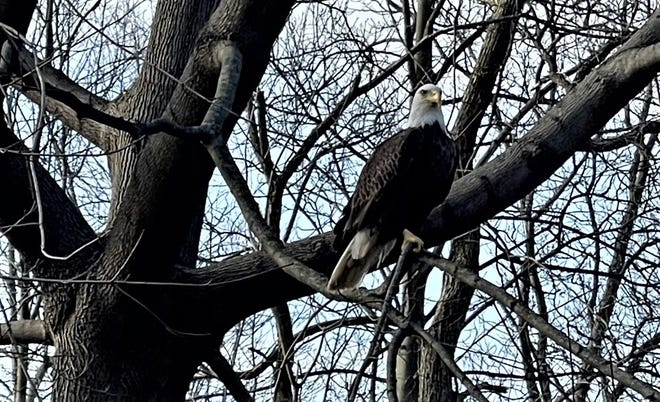 Unusual bald eagle sighting in Kent ‘beautiful to see’ Unusual bald eagle sighting in Kent ‘beautiful to see’