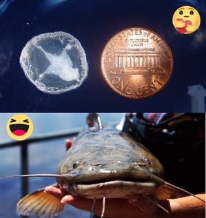 A peach blossom jellyfish (top left, next to a penny for perspective) and the flathead catfish are among species in a competition organized by the Green Bay Conservation Office of the U.S. Fish and Wildlife Service.