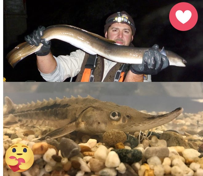The American eel (top) is facing off against the lake sturgeon in a fish-themed competition run by the Green Bay Conservation Office of the U.S. Fish and Wildlife Service.