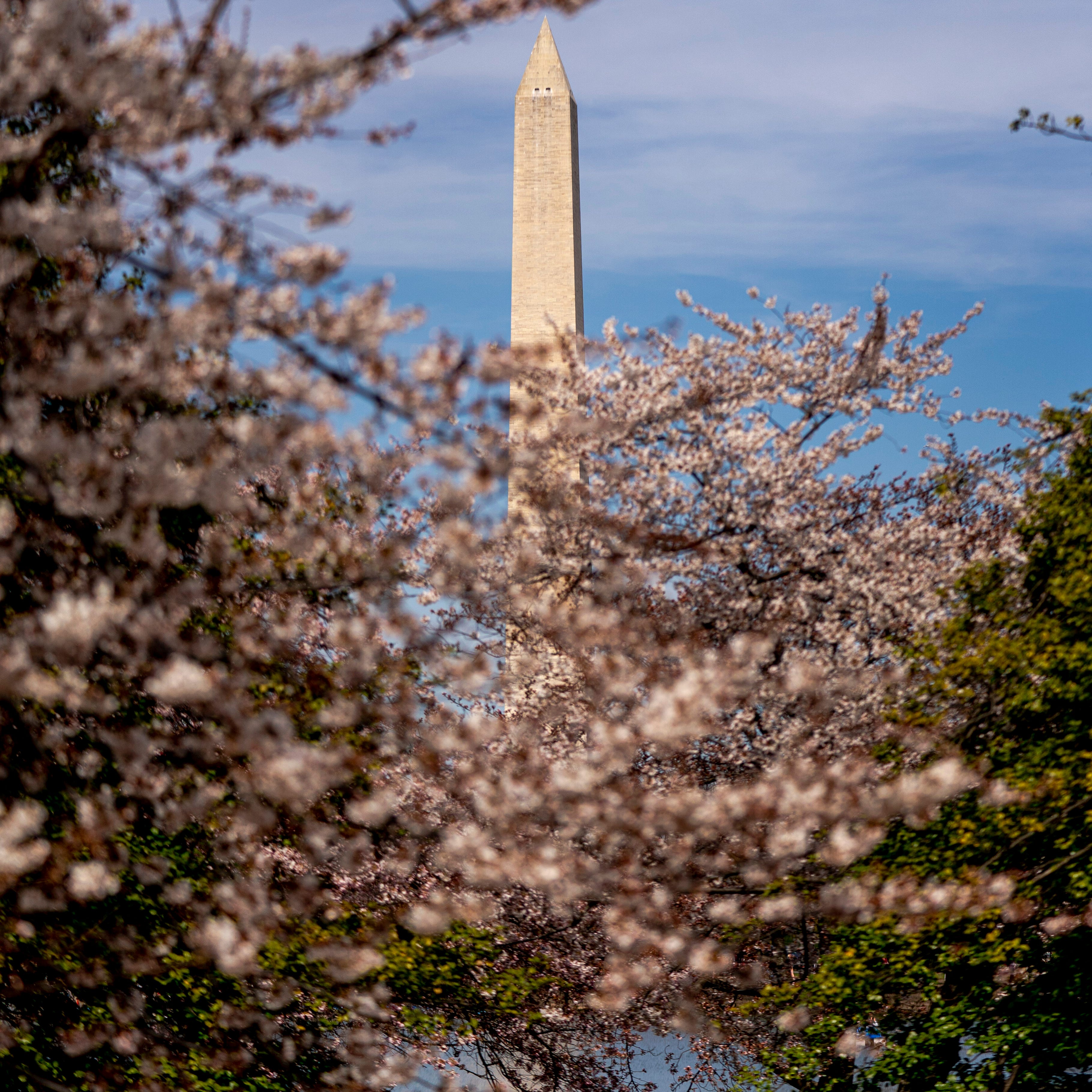 The Washington Monument is visible as visitors walk through cherry blossoms, which enter their peak bloom this week in Washington, Tuesday, March 21, 2023.