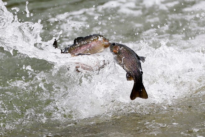 Ohio Division of Wildlife to release rainbow trout in Columbus area