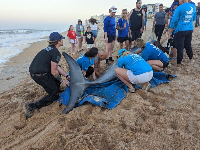 Whale washes up on Flagler County beach