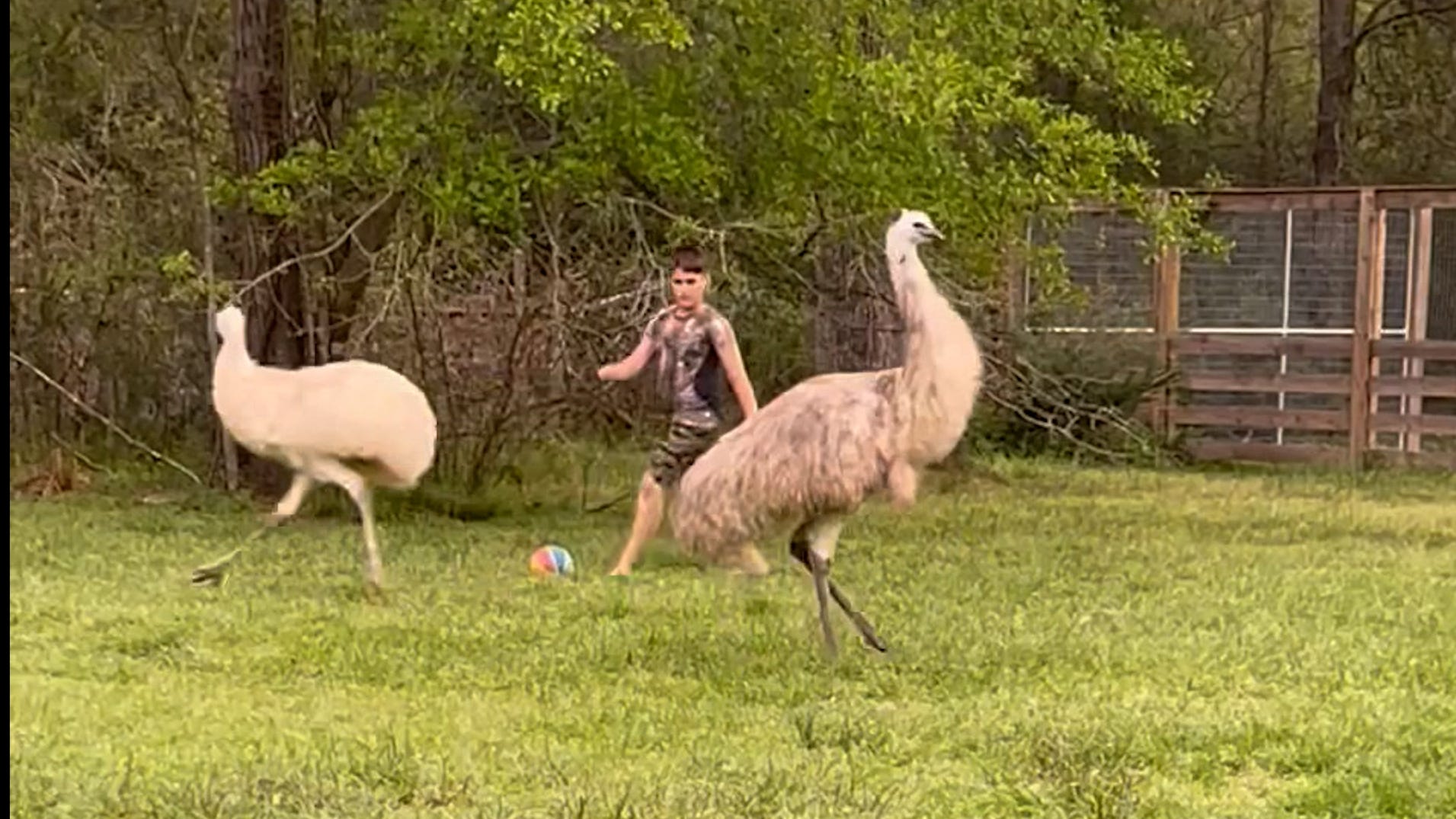 militie Verstoring vervorming Playful emus join kids in soccer game on farm