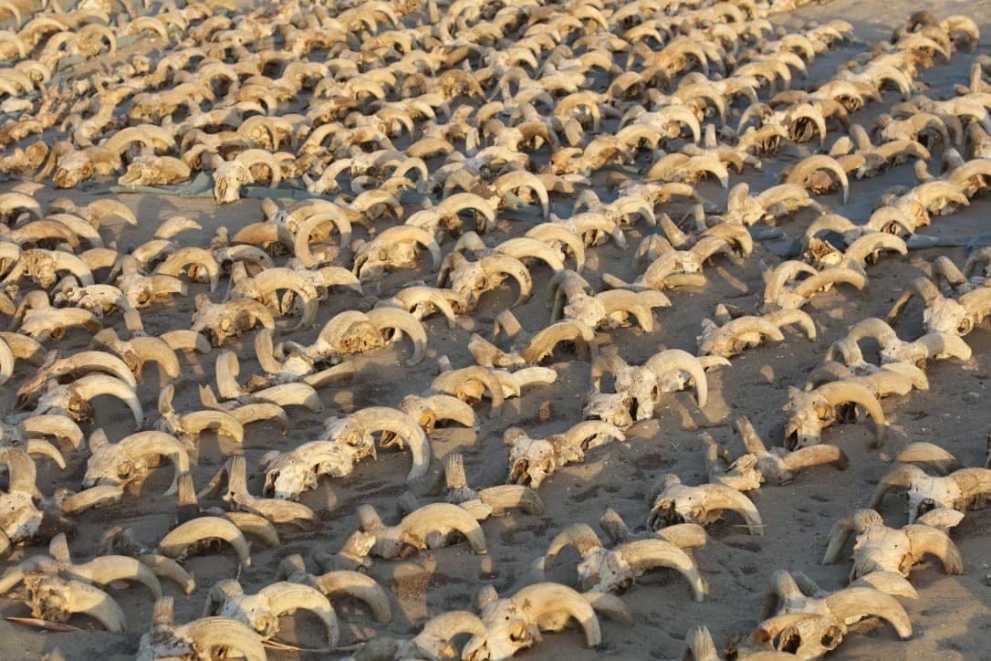 2,000 ram skulls found in ancient pharaoh's temple in one of Egypt's oldest cities