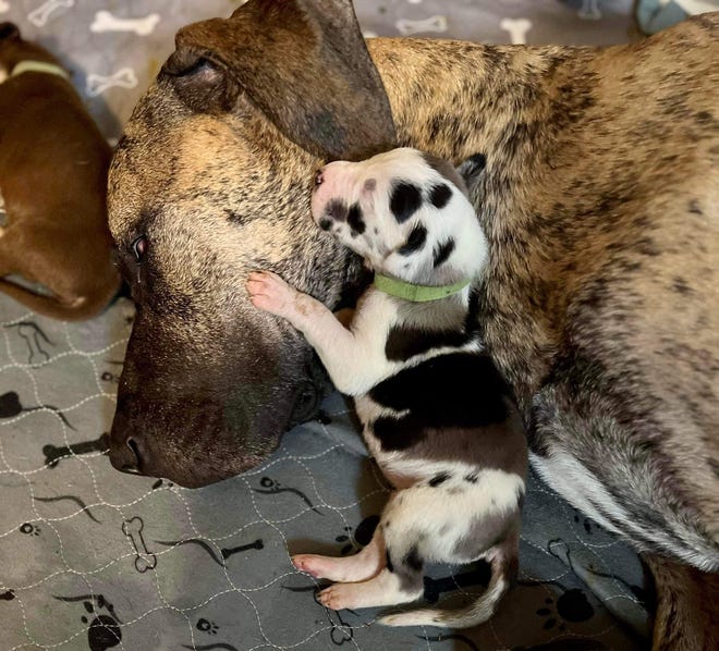 Namine, a 2-year-old Great Dane from Virginia, cuddles with some of the 21 puppies she gave birth to over a 27-hour period this month.