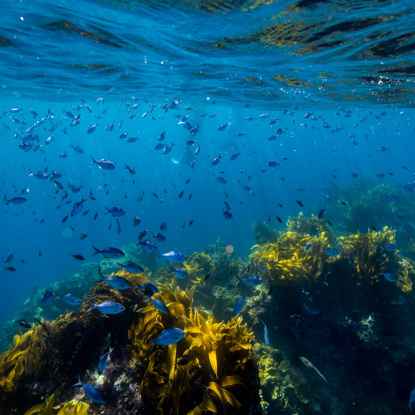 The Poor Knight's Islands are part of a marine reserve where marine wildlife is protected.