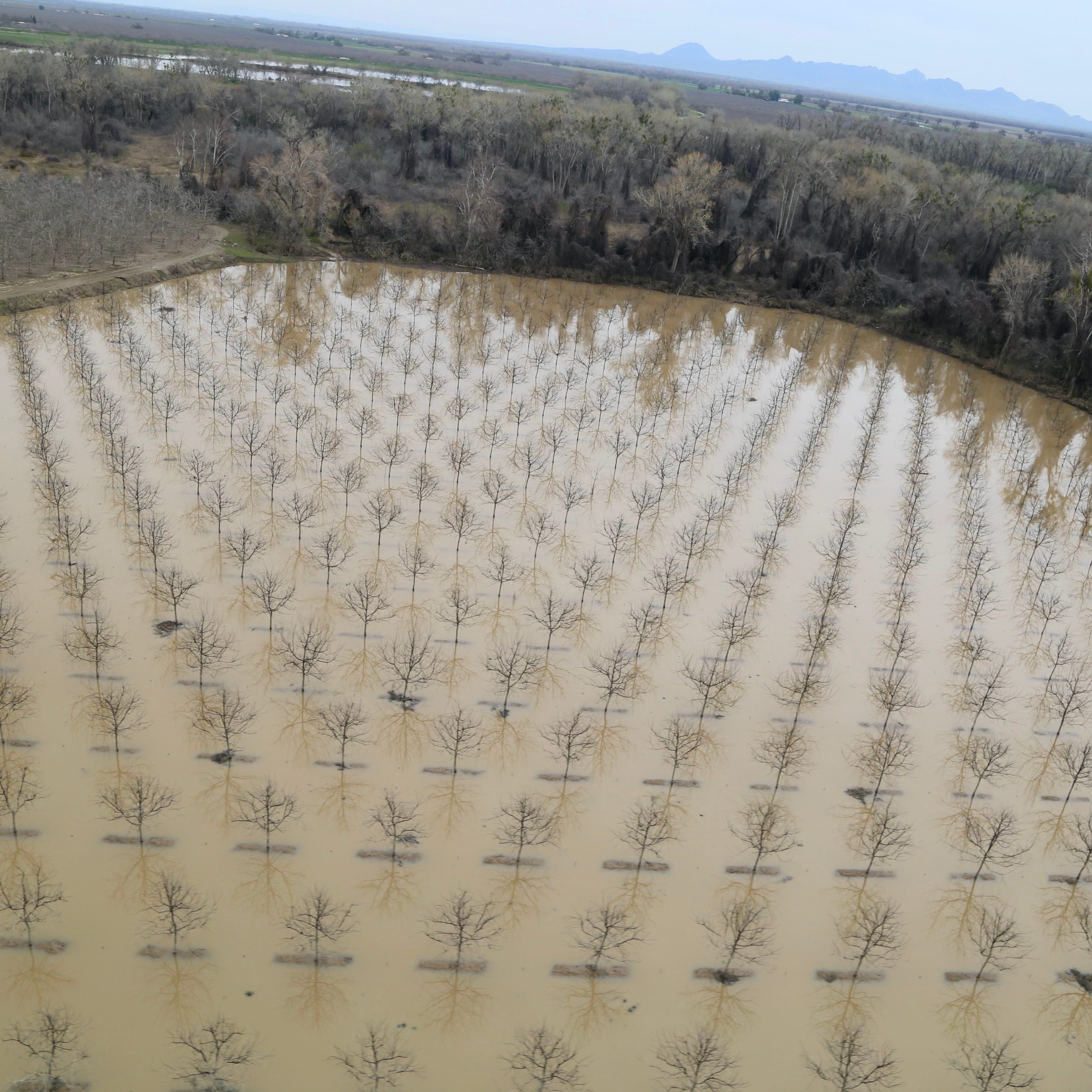 A flooded orchard of 8-year-old Chandler walnuts in Colusa, California, March 18, 2023