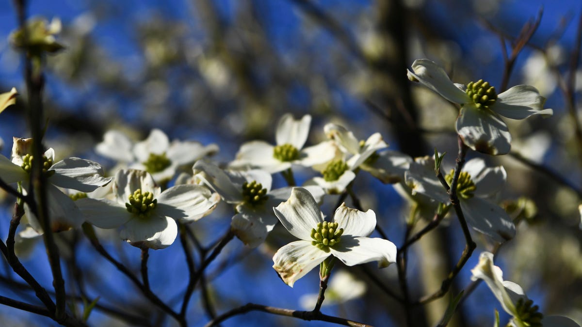False spring? Dogwood winter? What to expect from the 6 little winters of East Tennessee