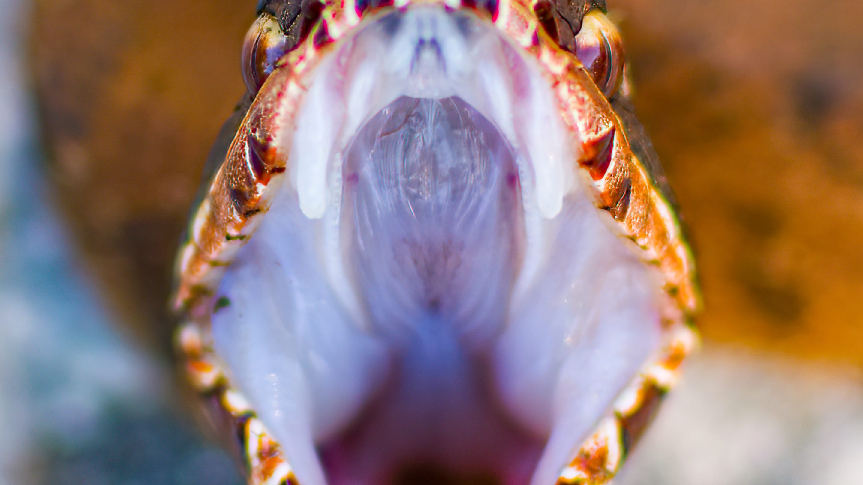 Gardening: Florida’s sssnakes - The benefits and the dangers