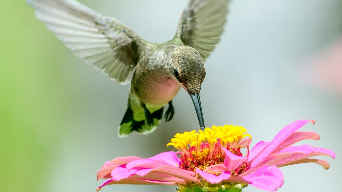 Hummingbirds are ready to party in your Delaware backyard. Here’s how to attract them