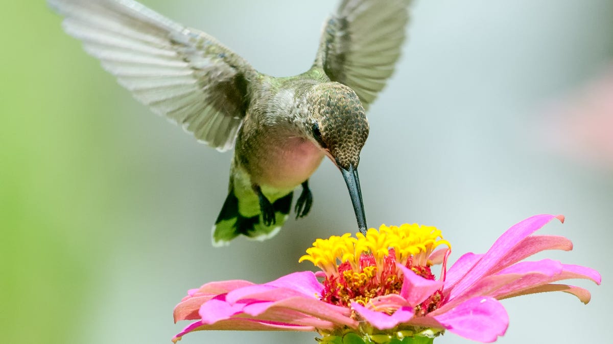 Hummingbirds are ready to party in your Delaware backyard. Here’s how to attract them Hummingbirds are ready to party in your Delaware backyard. Here’s how to attract them