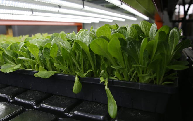 Clayton Farms Salads restaurant grows lettuce and microgreens, including butterhead lettuce, for use in its salads and smoothies.