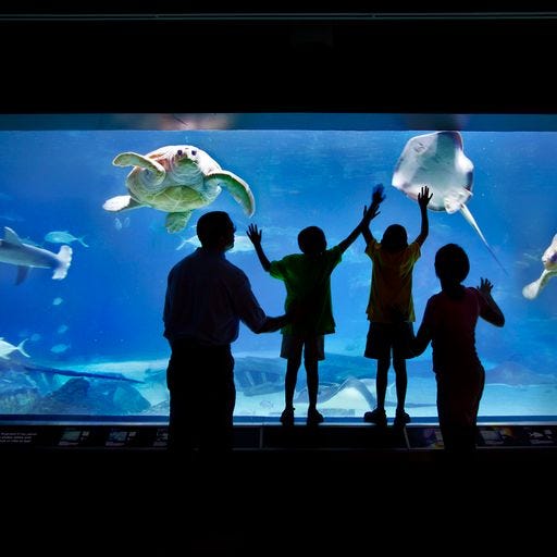 The Adventure Aquarium in Camden, New Jersey, is a hosting a sensory-friendly event on April 16, 2023.