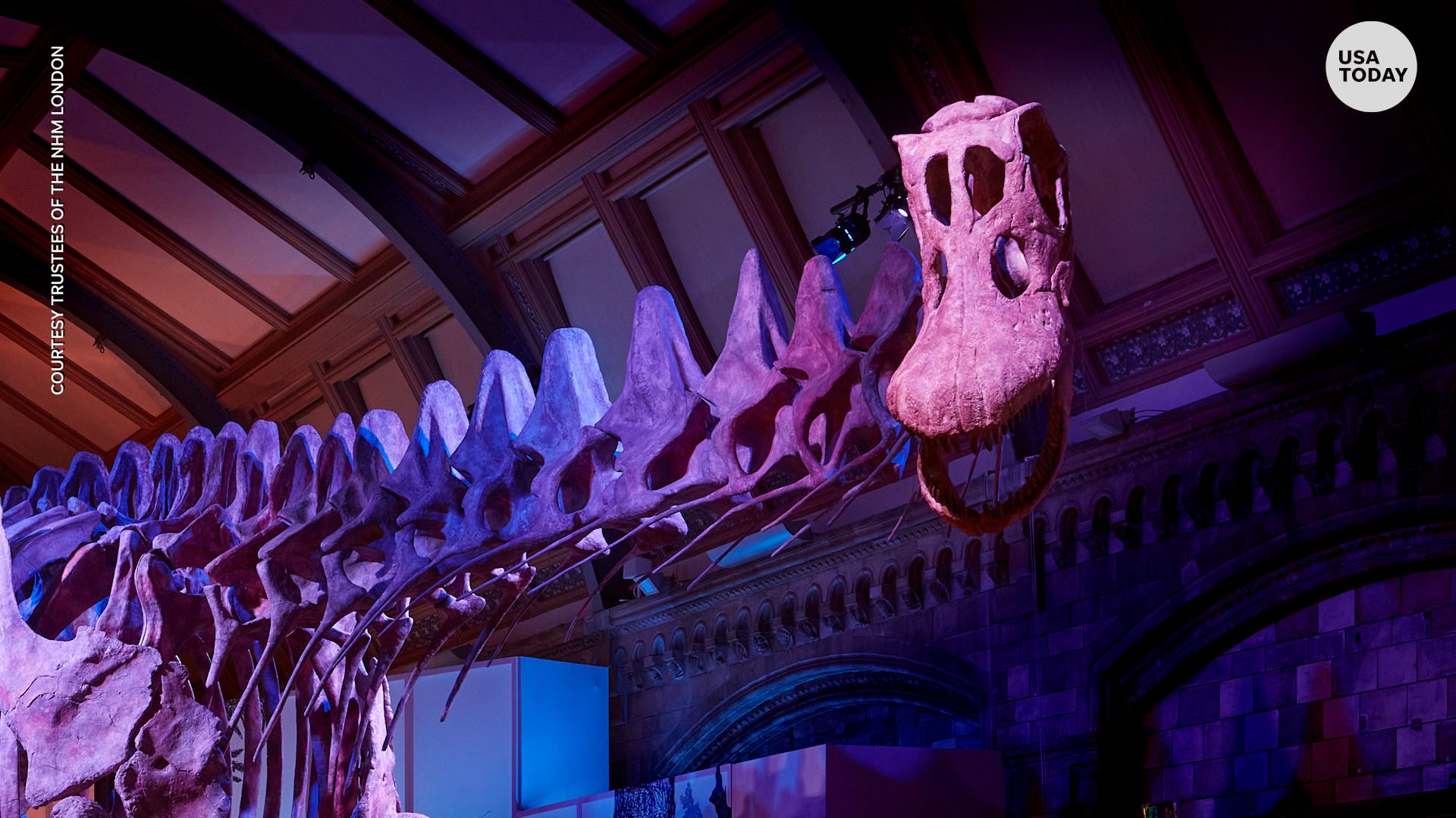 Video shows 'Most Complete Gigantic Dinosaur' being constructed for display in London