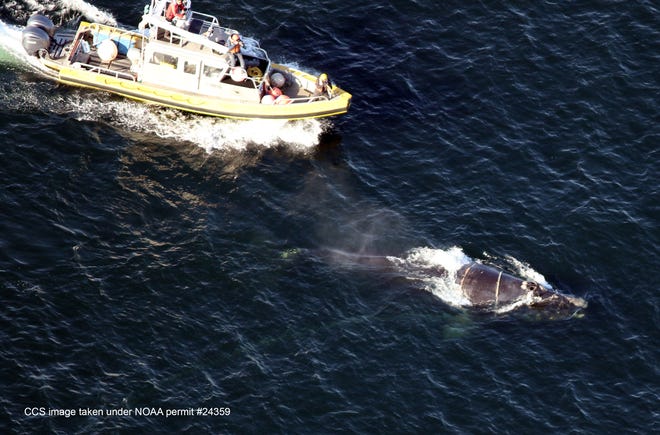 A team from the Center for Coastal Studies removed 200 feet of heavy rope from a North Atlantic right whale whale on Wednesday in Cape Cod Bay. The team, based in Provincetown, was unable to completely free the whale and intended to try again in the coming days, given better weather.