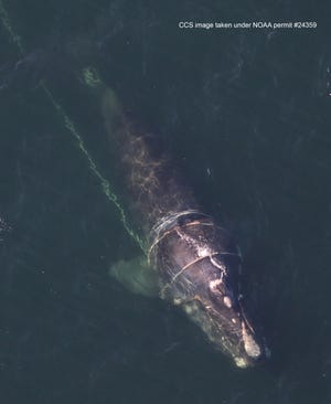 The North Atlantic right whale 4545 was first seen with a rope entanglement in February off Nantucket. She was spotted again March 29 in Cape Cod Bay, according to the Center for Coastal Studies in Provincetown.