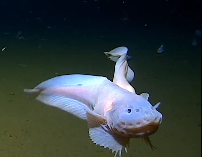 Snailfishはオーストラリア – 日本探検の後に捕獲された魚の中で最も深い魚です。