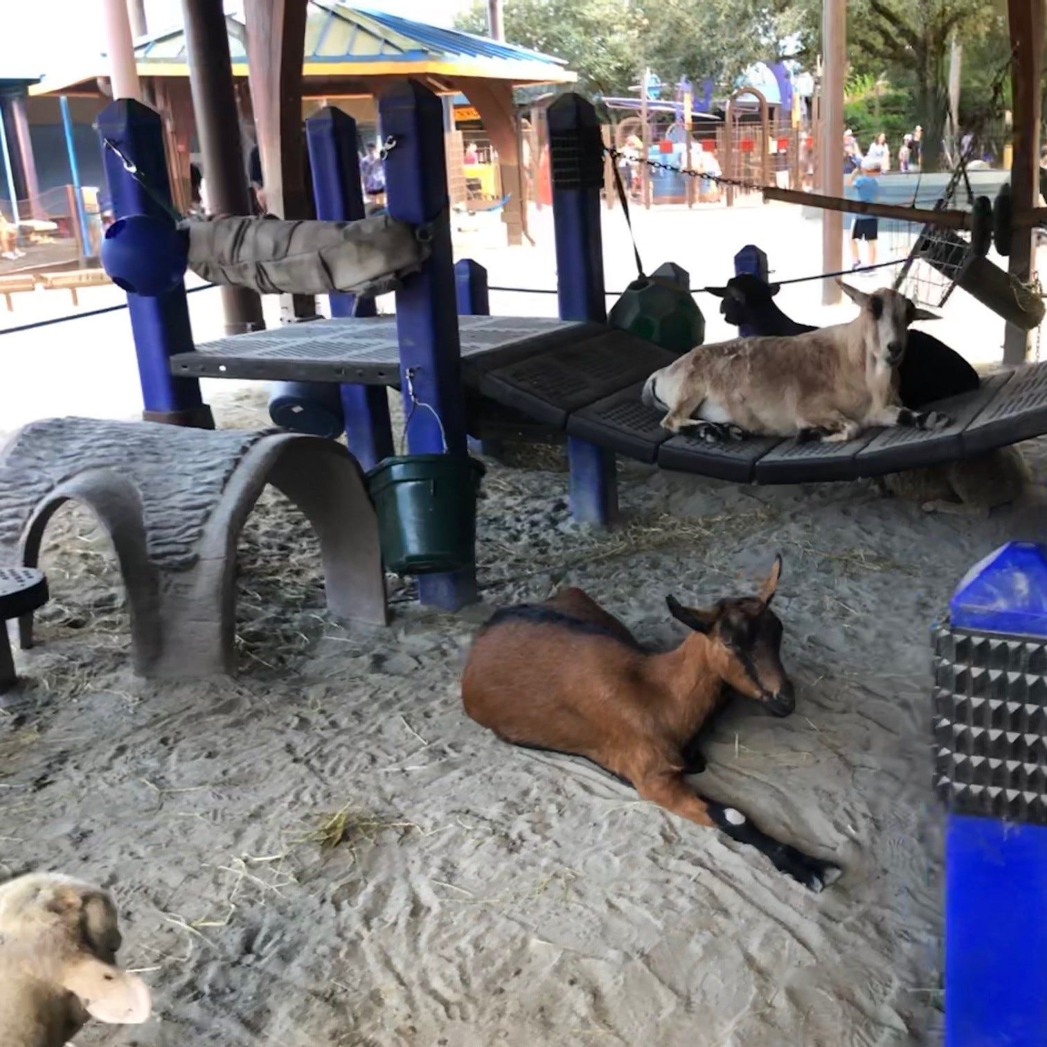 Goats have it made in the shade in Affection Section at Disney's Animal Kingdom.