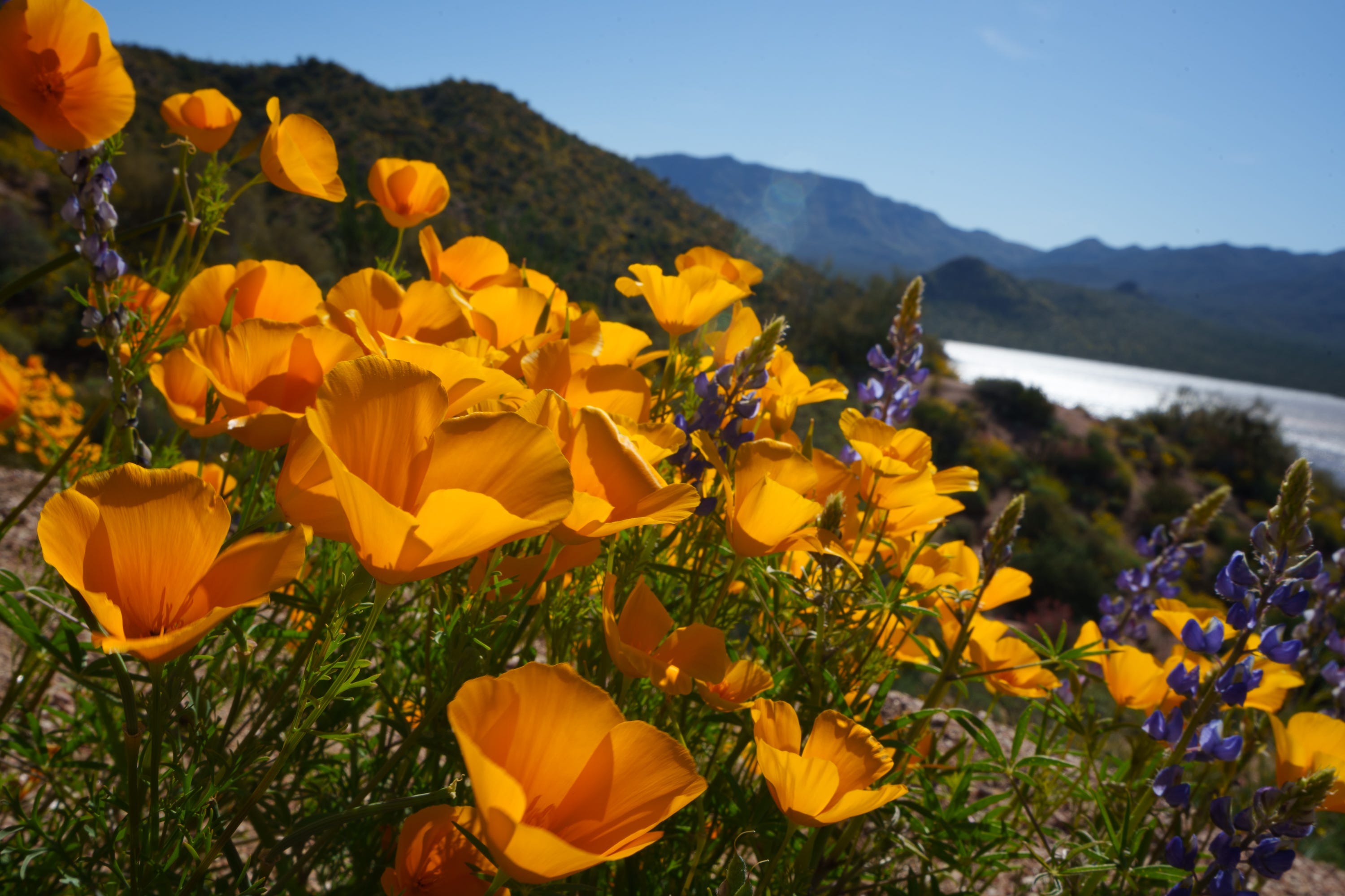 Where to see 'super blooms' of wildflowers in California, Arizona