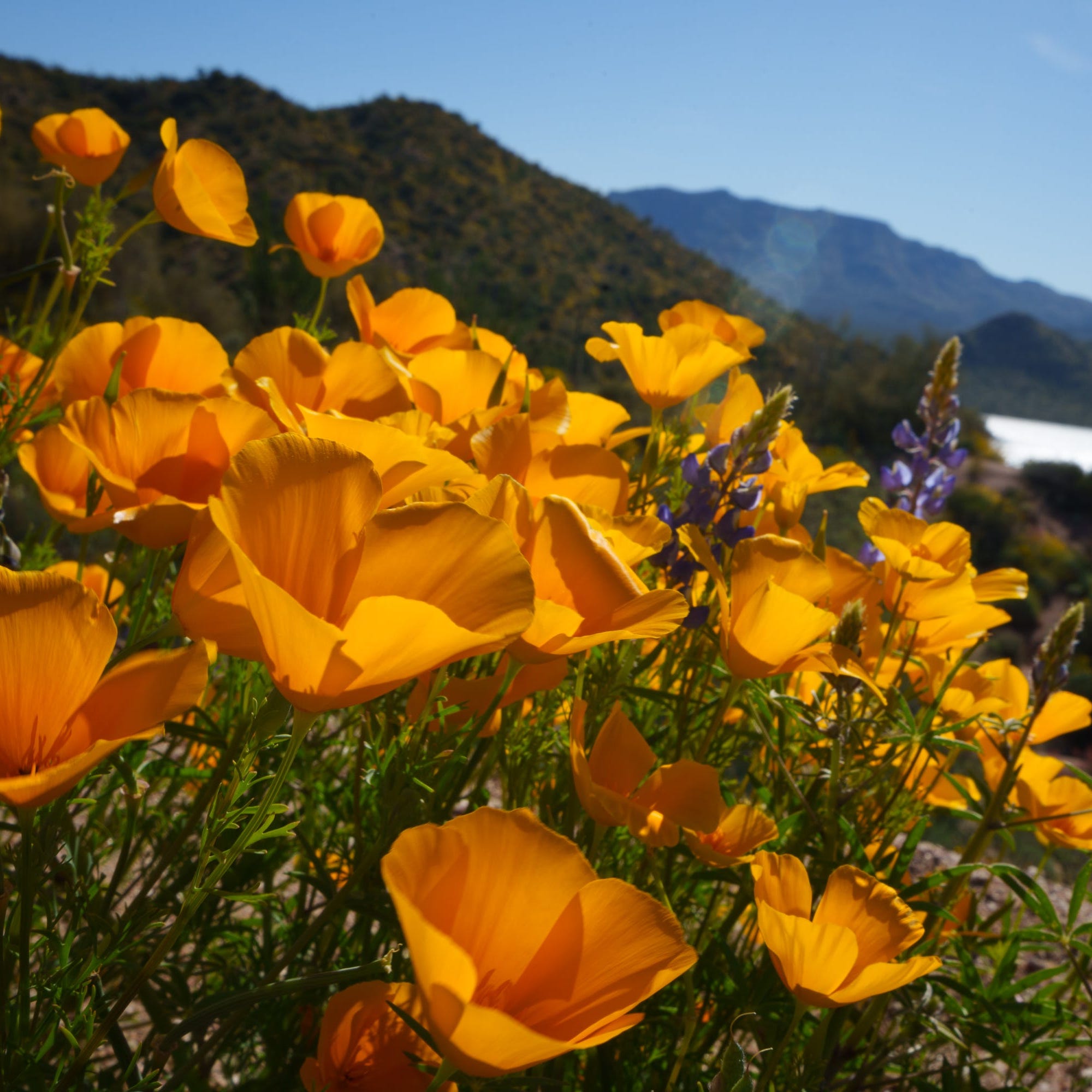 Orange poppies grow on a hill overlooking Bartlett Lake in Tonto National Forest on April 9, 2023.