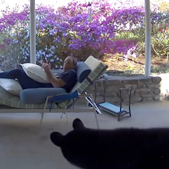bear scares homeowner