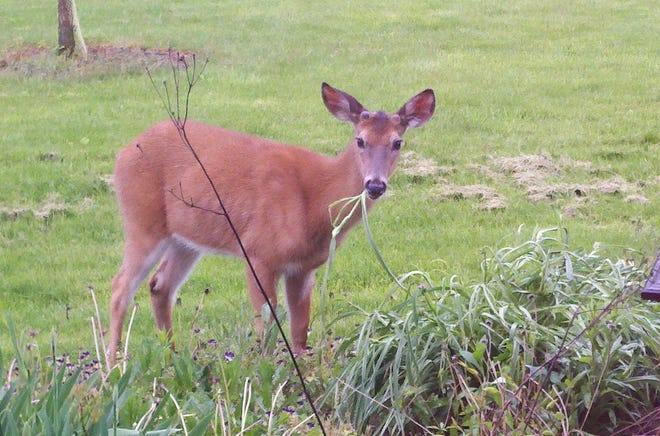 Ways to prevent deer from damaging your vegetable and flower gardens