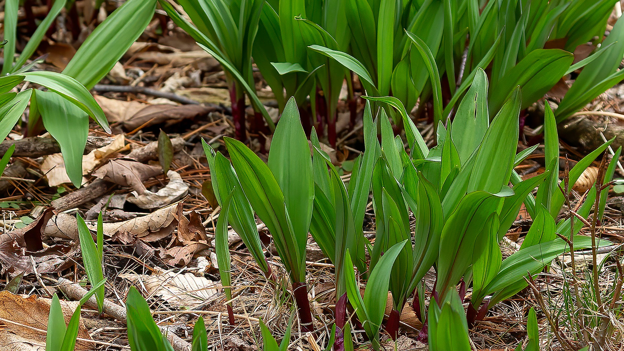 Garlicky Wild Ramps are a Sought-After Ingredient in Southeast Ohio