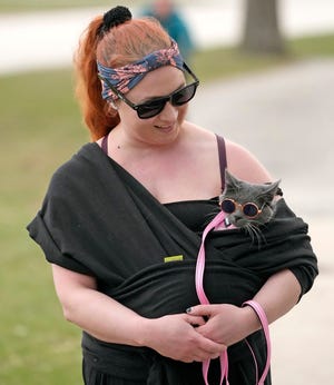 Celebrate with key facts on cats Celebrate with key facts on cats