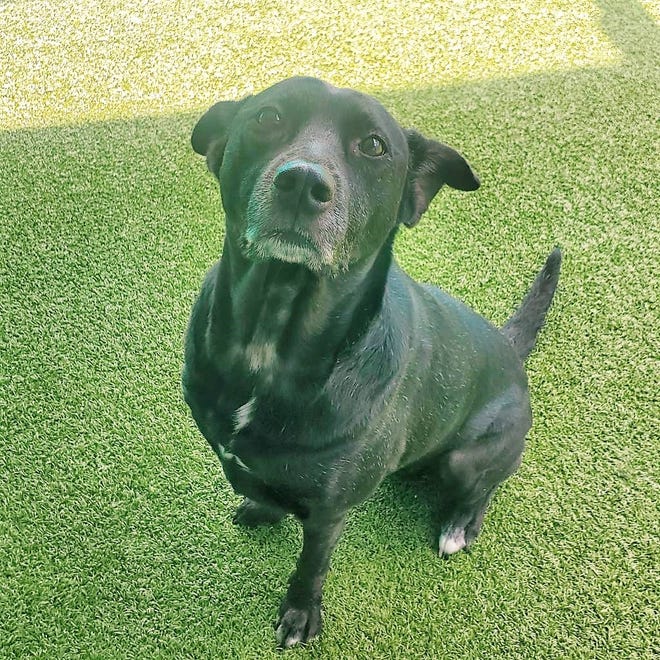 Virginia is a sweet, lovable Lab mix who's looking for her retirement home and would want nothing more than to snuggle up with you. At 7 years old, she has perfected her manners, she's potty trained, knows basic commands and how to walk on leash. She's just eager to please and would love to spend her days making you feel like a king (or queen). She's had a few owners and tends to think that when you leave, you won't be coming back. But that can change if her new family just gives me time and patience to learn that they will be back for me. Please come meet me by making an appointment at www.spcafloria.org/appointment.