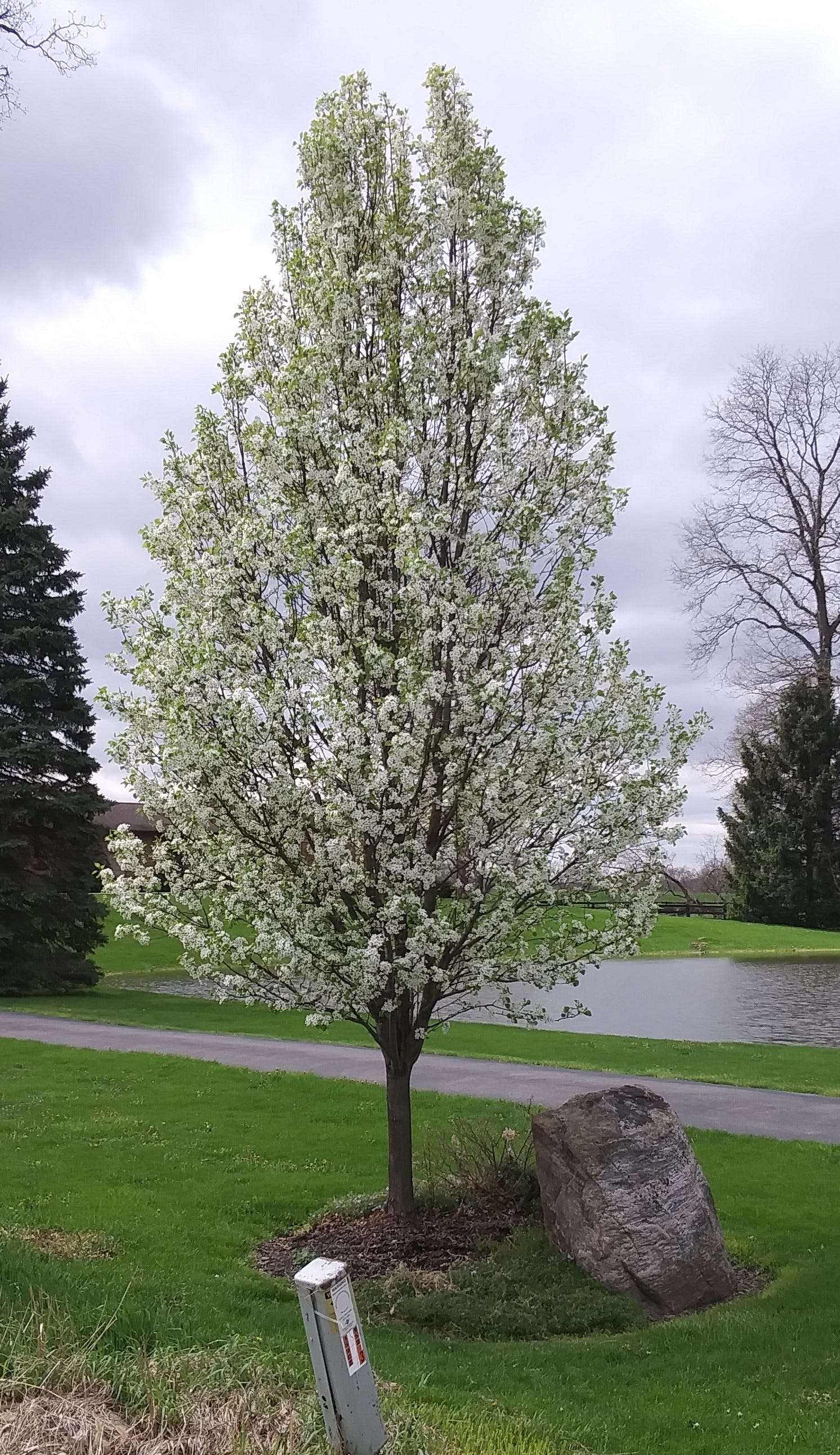 The problems with Callery pear trees and why they're illegal in Ohio