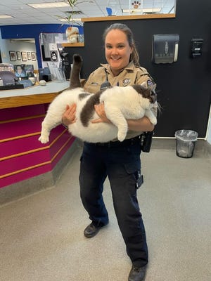 Patches, a Virginia cat who weighs 40.3 pounds. He was adopted in April 2023.
